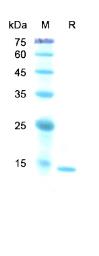 SDS-PAGE (CYCS-2140H).jpg